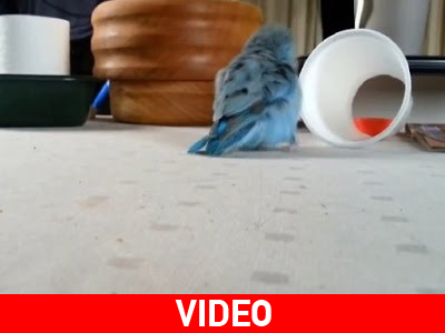 Παπαγαλάκι κυνηγάει μετά μανίας ένα ποτήρι
