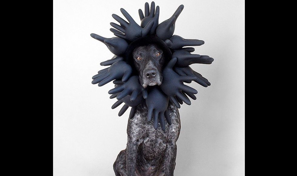 Σκύλος ποζάρει στην κάμερα