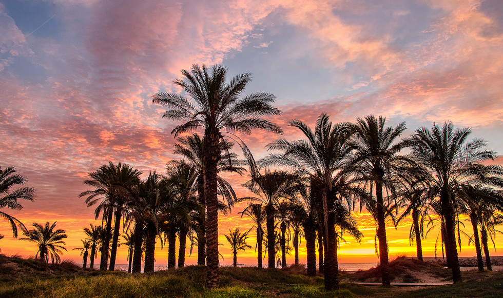 Το μεγαλύτερο φοινικόδασος στην Ευρώπη