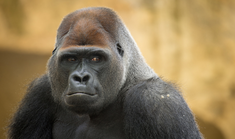 Φοβερό ζώο…