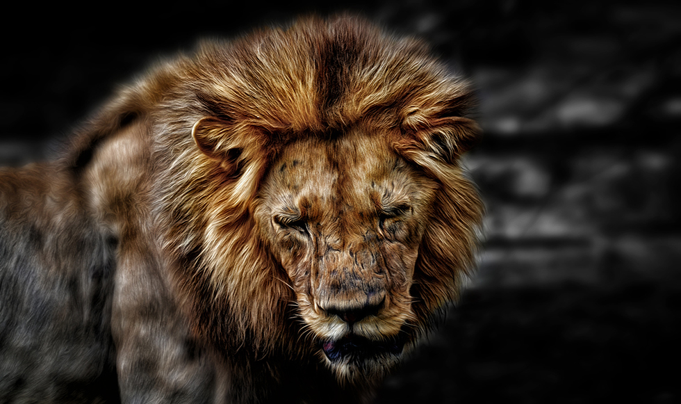 Ο βασιλιάς των ζώων…