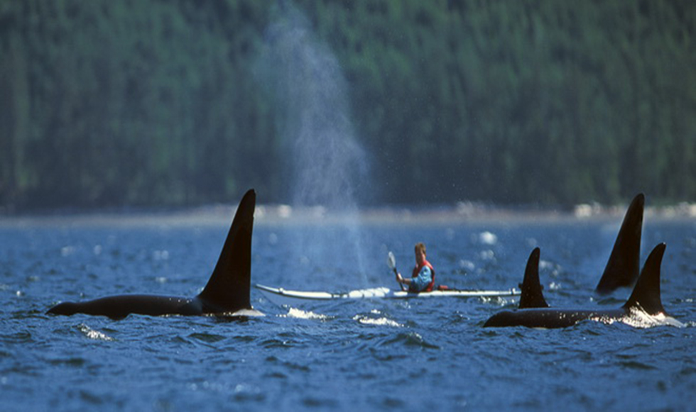 Κωπηλατούν μαζί με φάλαινες όρκες