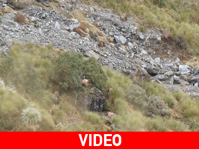 Πόσα κρυμμένα ζώα διακρίνετε στην εικόνα;