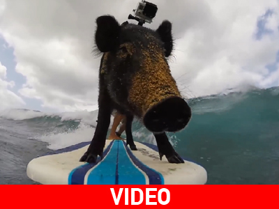 Το γουρούνι κάνει surf!