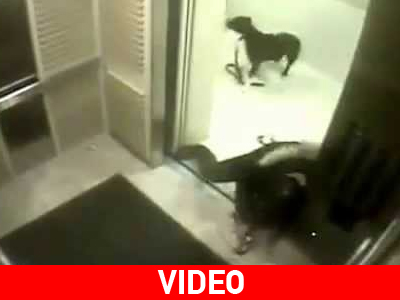 Σοκ: Αυτός ο σκύλος στάθηκε πολύ τυχερός!