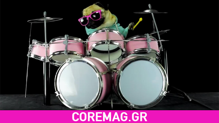 Ελλάδα: Σκύλος παίζει drums