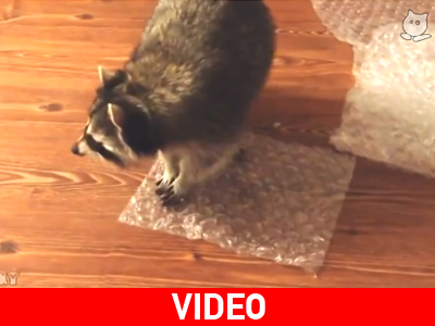 Ρακούν σπάει φούσκες