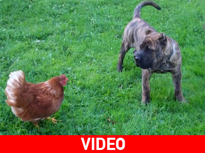 Presa Canario παίζει με κότες!