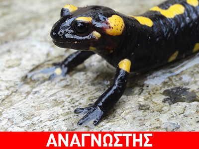 Η εποχή της σαλαμάνδρας