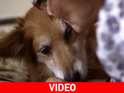 Σκύλος μυρίζει τον καρκίνο στην ιδιοκτήτριά του