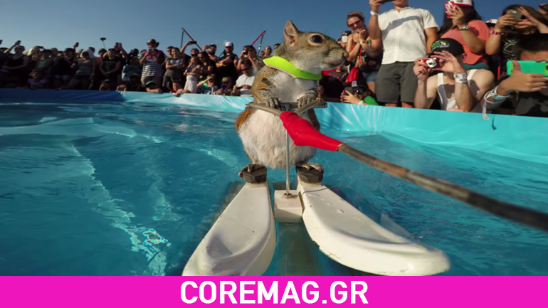 Σκίουρος κάνει θαλάσσιο σκι