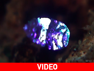 Οι πεταλούδες της θαλάσσης