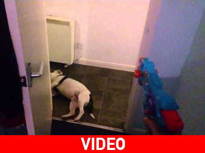 Σκύλος για όσκαρ υποκριτικής