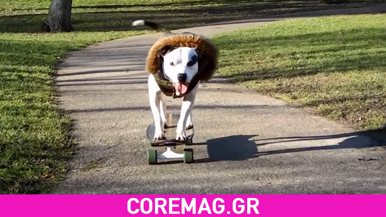 Ziggy Trixx: το pit bull που κάνει skate