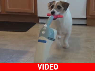 Σκύλος για σπίτι