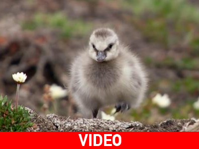 Νεοσσός πέφτει από βράχο 120 μέτρων