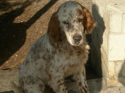 Σώστε τον Casper από την ευθανασία