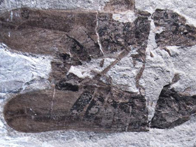 Σεξουαλική συνεύρεση… εκατομμυρίων ετών! Σεξουαλική συνεύρεση… εκατομμυρίων ετών!