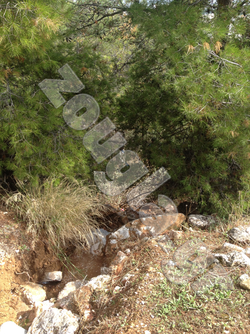 Το δάσος στην Πετρούπολη