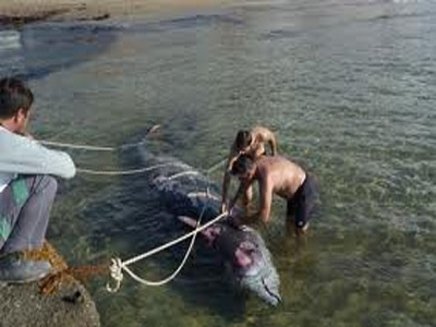 Φταίνε τα σόναρ για το θάνατο των φαλαινών
