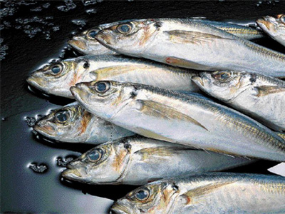 Κατάσχεση αλιευμάτων εκτός προδιαγραφών στη Ν.  Μηχανιώνα