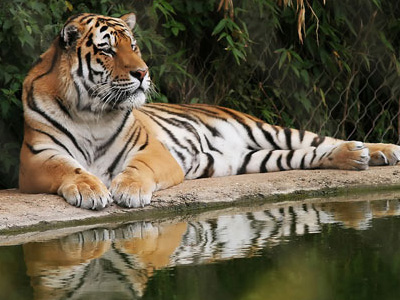 Παρανομούν οι περισσότεροι ελληνικοί ζωολογικοί κήποι