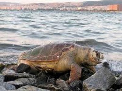 “Έφυγαν” τρεις θαλάσσιες χελώνες  τον Απρίλιο