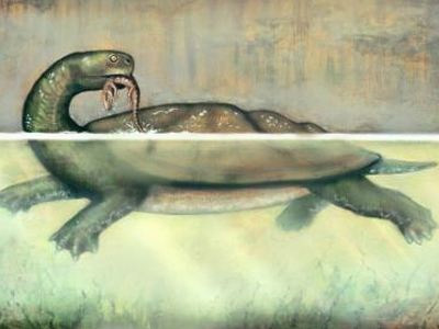 Ανακάλυψαν αρχαία χελώνα σε μέγεθος αυτοκινήτου