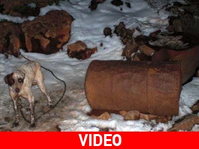 Δεμένα, αφημένα στο έλεος του χιονιά!