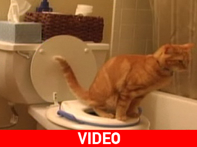 Γάτα χρησιμοποιεί την τουαλέτα!