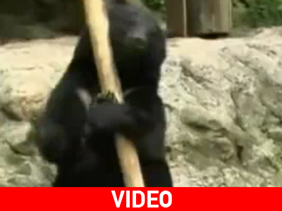 Αρκούδα κάνει… Kung Fu