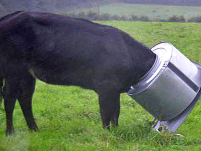 H περιέργεια… παγίδευσε τα ζώα