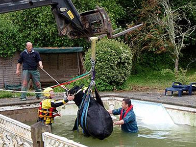Αγελάδα… στην πισίνα