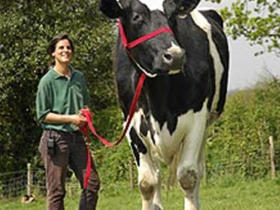 Η μεγαλύτερη αγελάδα παγκοσμίως… “κοιμήθηκε” Η μεγαλύτερη αγελάδα παγκοσμίως… “κοιμήθηκε”