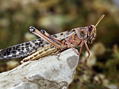 Άγρια επιδρομή ακρίδων στην Αυστραλία