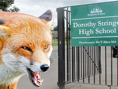 Βρετανία: Νέα επίθεση αλεπούς σε παιδί