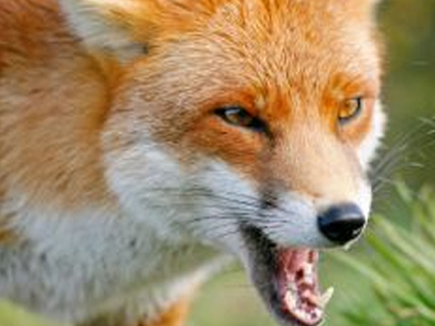 Αλεπού επιτέθηκε σε δίδυμα βρέφη