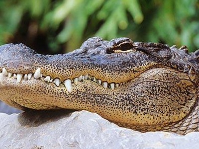 Στο «ρίνγκ» με αλιγάτορες