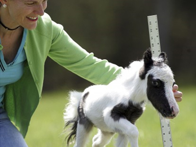 Λιλιπούτειο… άλογο