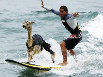 Σερφάροντας… με ένα αλπακά