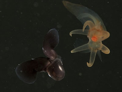 Άγγελοι και διάβολοι στους αρκτικούς πάγους