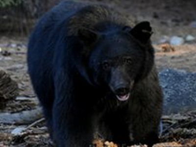 Κατατρόπωσε αρκούδα με κολοκυθάκι!