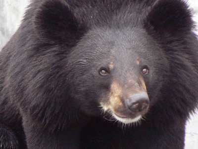 Αρκούδα επιτέθηκε σε τρίχρονη