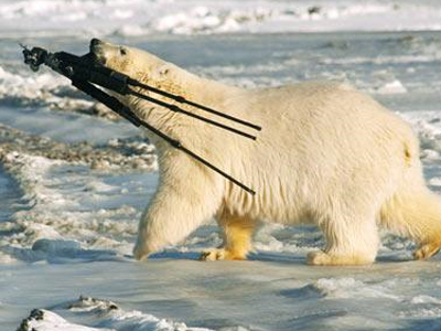 Αρκούδα με έφεση… στη φωτογραφία