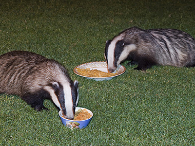 Δημητριακά… για ασβούς