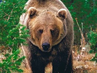 Αρκούδα επιτέθηκε σε γυναίκα στη Λιουμπλιάνα