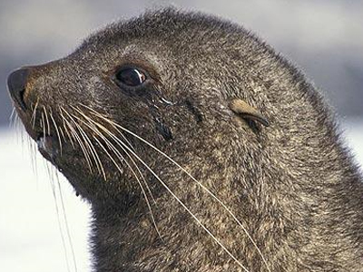 Θαλάσσιος ελέφαντας… στη στέγη