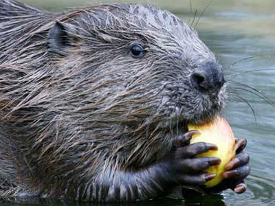 Κάστορες… πίσω από τις πλημμύρες στην Πολωνία