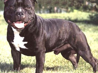 Σκυλιά κατασπάραξαν τρίχρονη