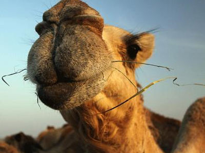 Χάμπουργκερ από… καμήλα!